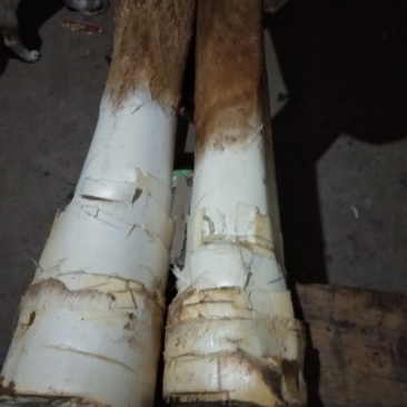 长期出售原生态特产野生棕树芯，多种吃法，有药用功效