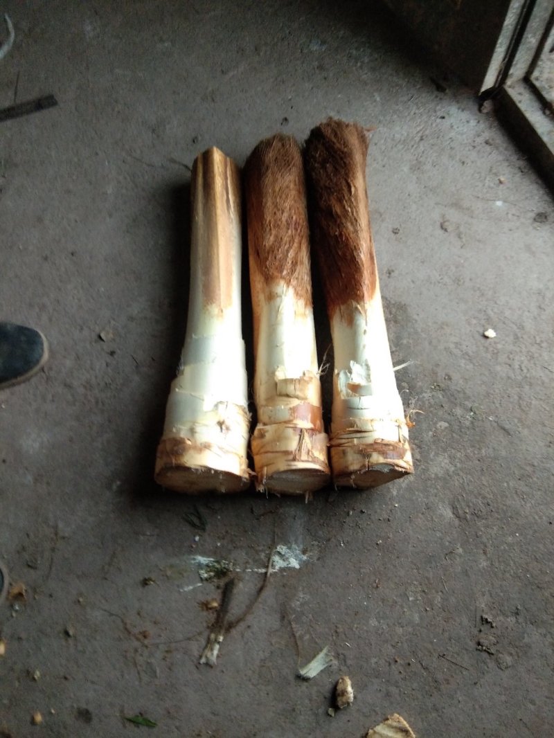 长期出售原生态特产野生棕树芯，多种吃法，有药用功效