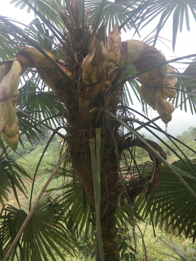 长期出售原生态特产野生棕树芯，多种吃法，有药用功效