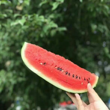 海南西瓜
