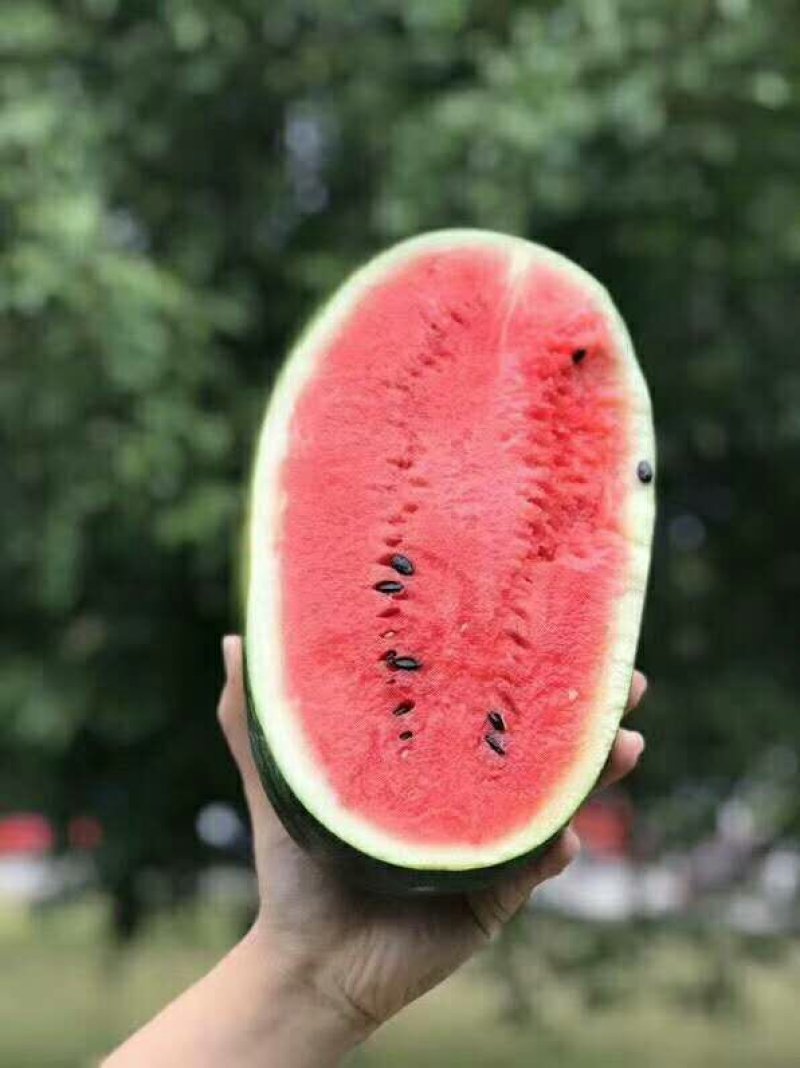 海南西瓜