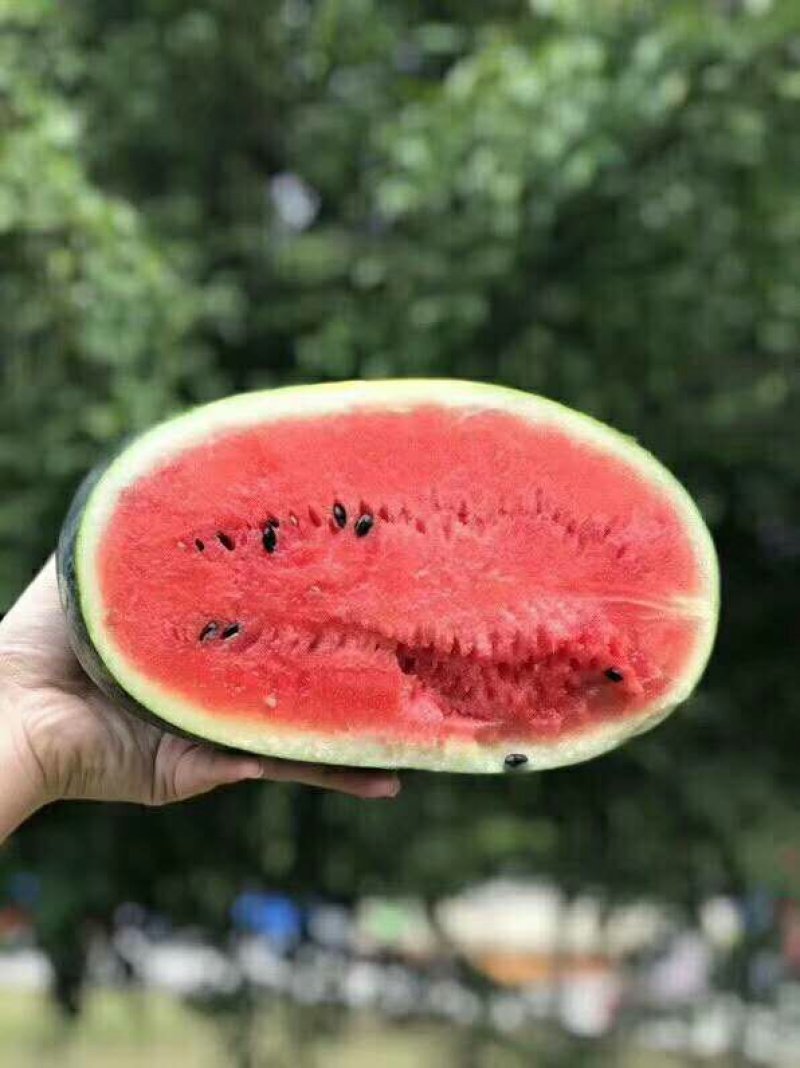 海南西瓜