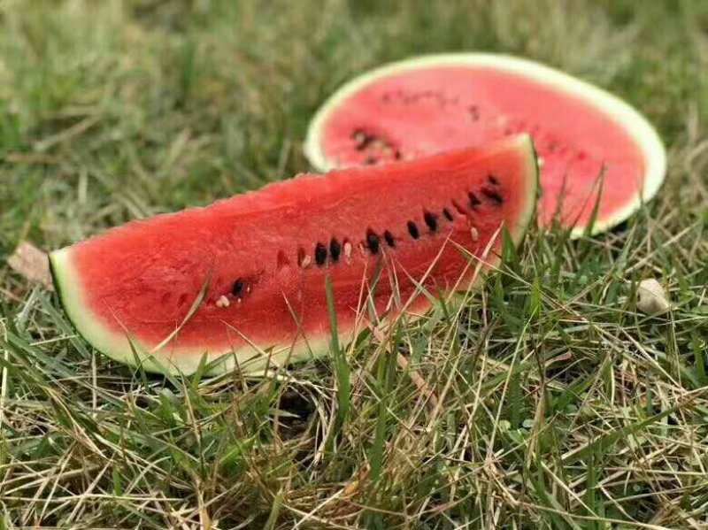 海南西瓜