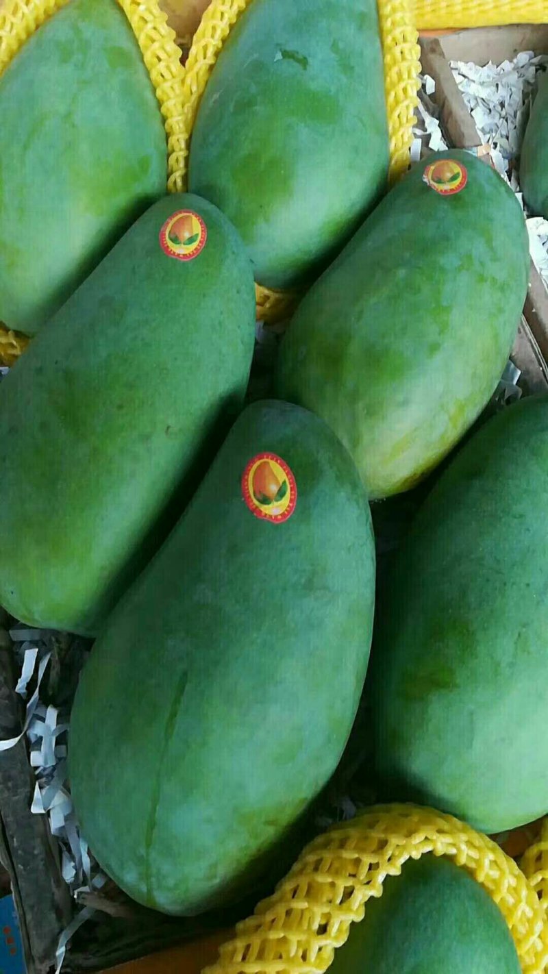 大青芒
