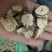 南沙参无硫新货片关书药业批发中药材