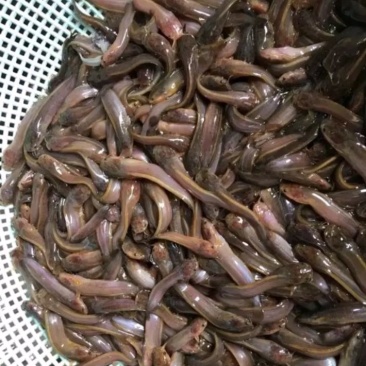 大量供应塘鲺苗