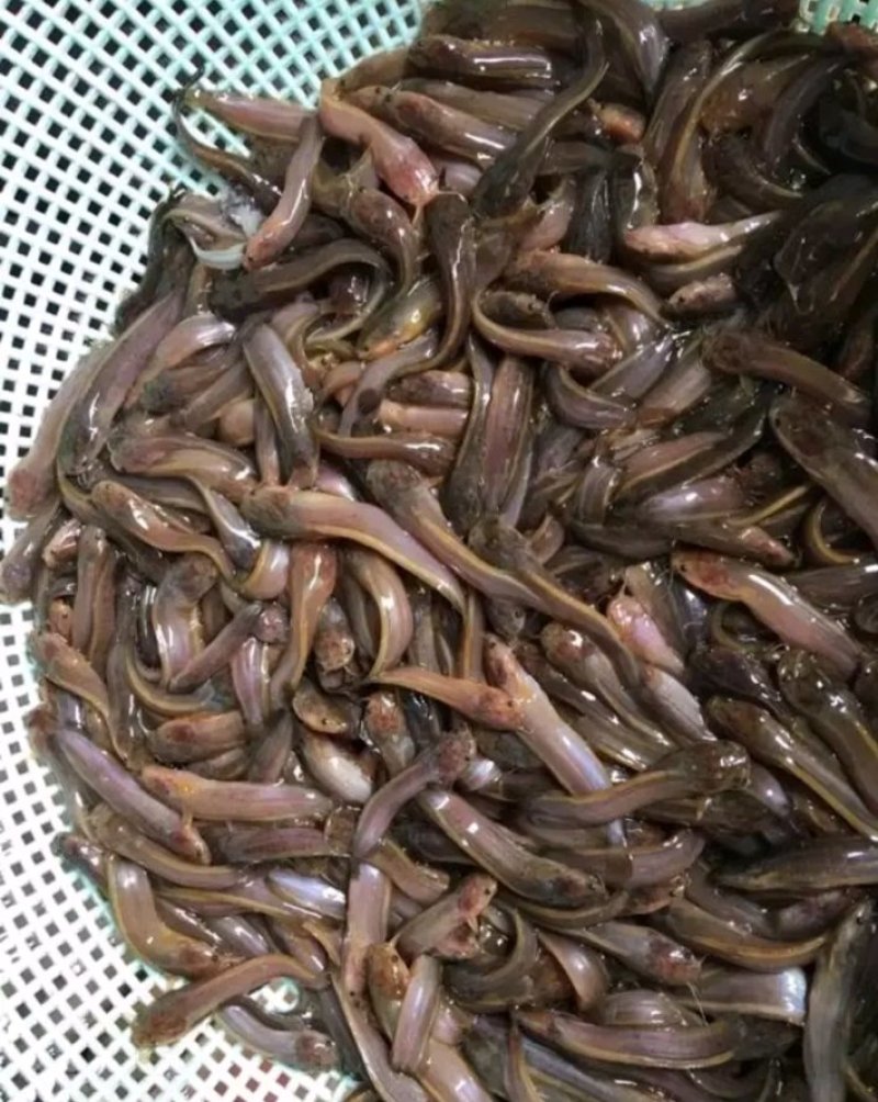 大量供应塘鲺苗