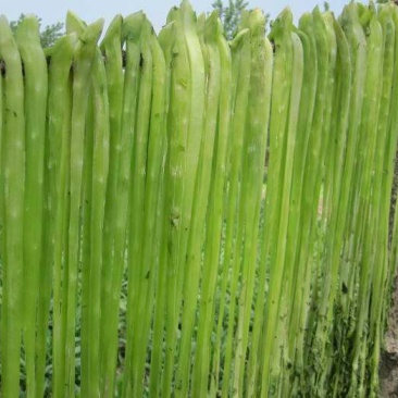 脱水贡菜