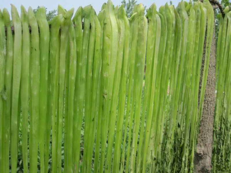 脱水贡菜