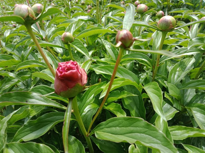 芍药鲜切花