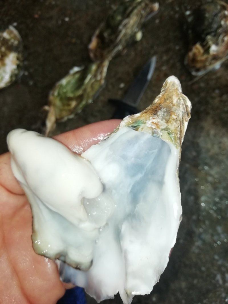 生蚝批发，，，