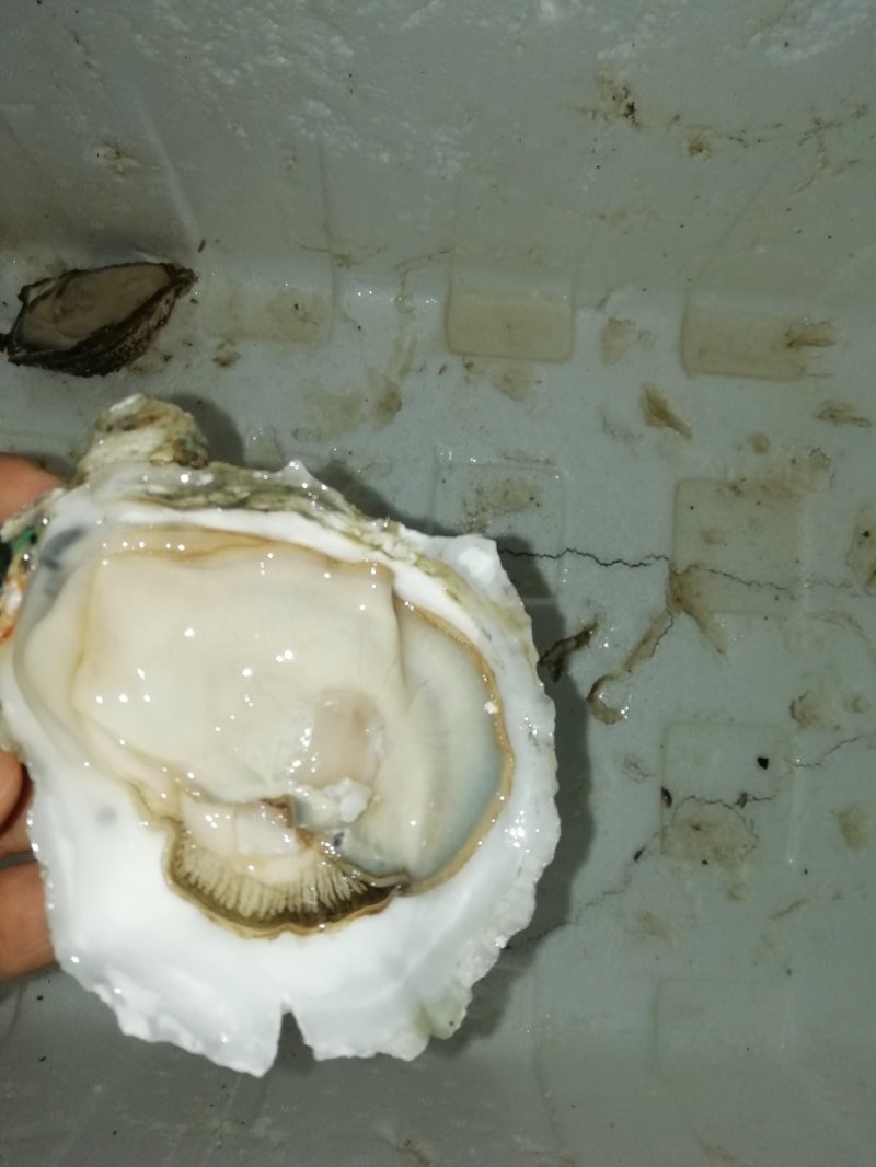 生蚝批发，，，