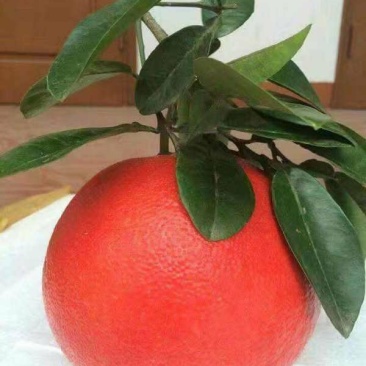 红宝石葡萄柚苗提供种植管理技术