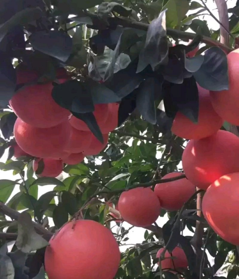 红宝石葡萄柚苗提供种植管理技术