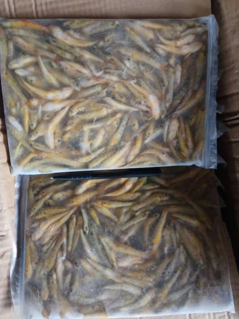 山根鱼