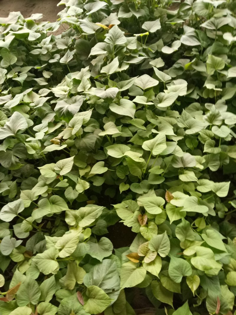 脱毒红薯苗