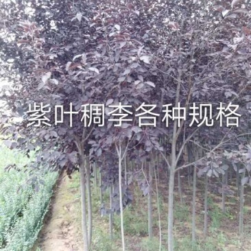紫叶稠李，3公分，土球上车价。紫叶稠李小苗