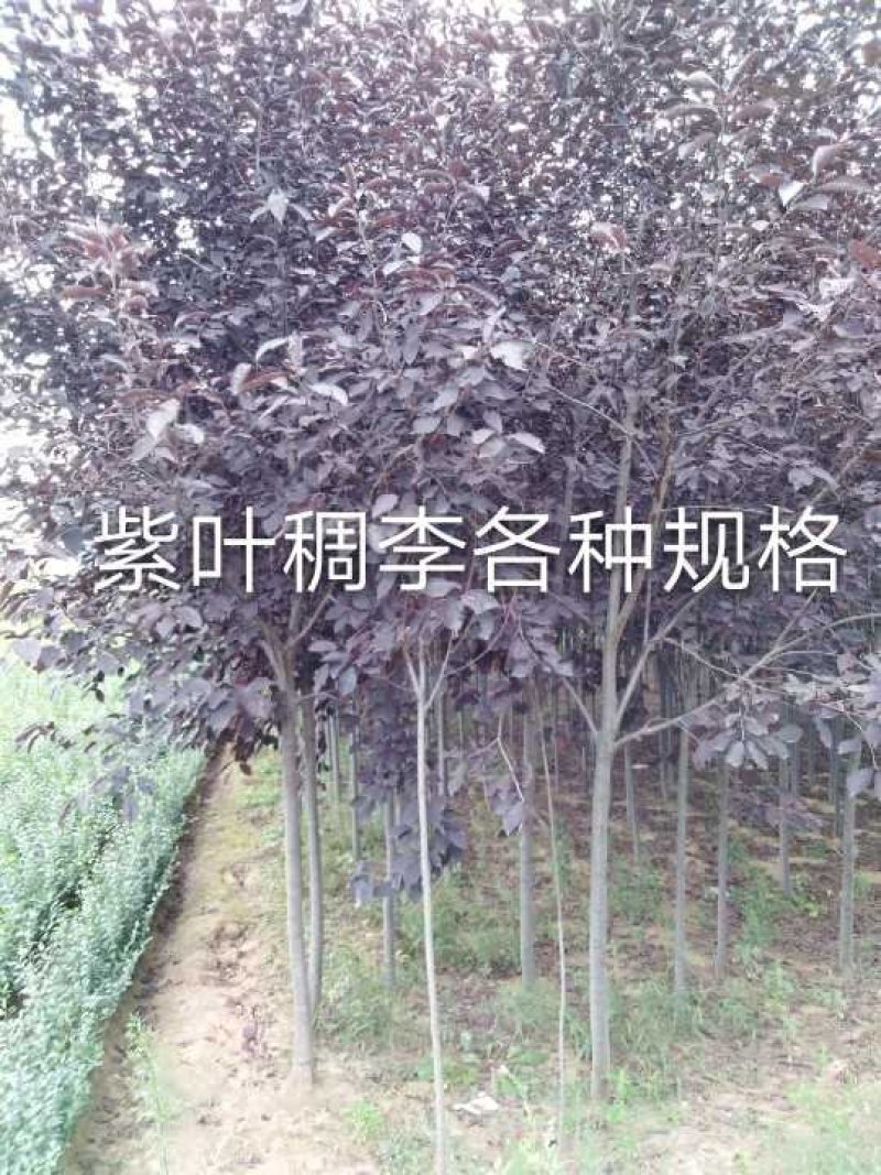 紫叶稠李，3公分，土球上车价。紫叶稠李小苗
