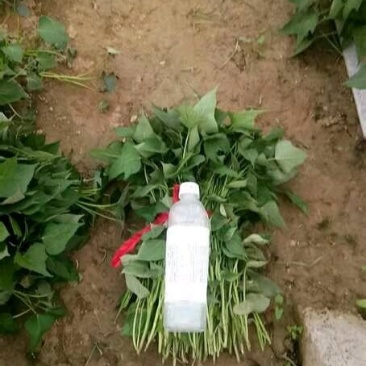 红薯苗
