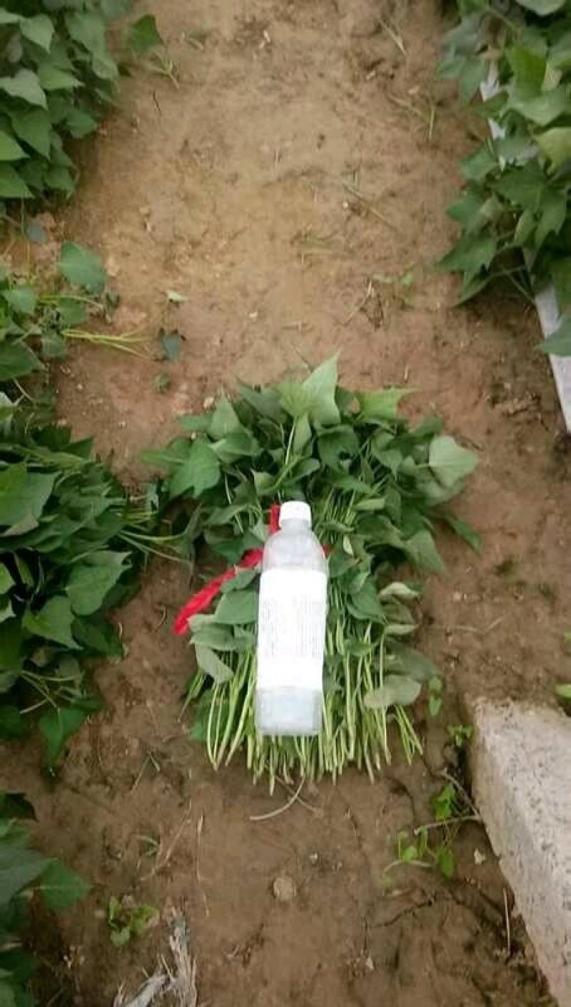红薯苗