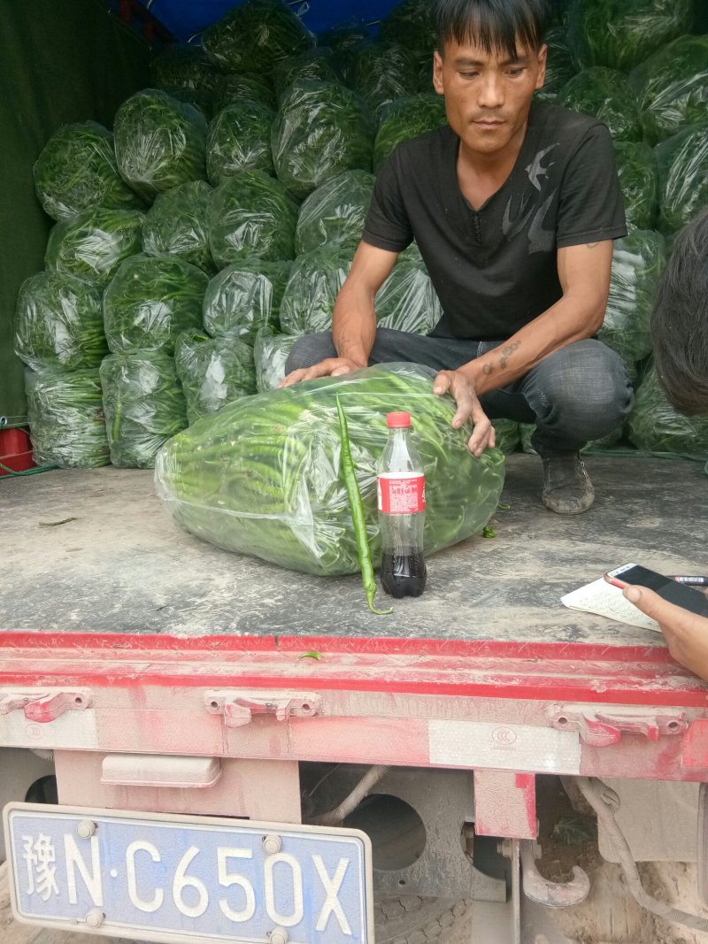 线椒20-35公分条直颜色光亮品质好欢迎大家前来选