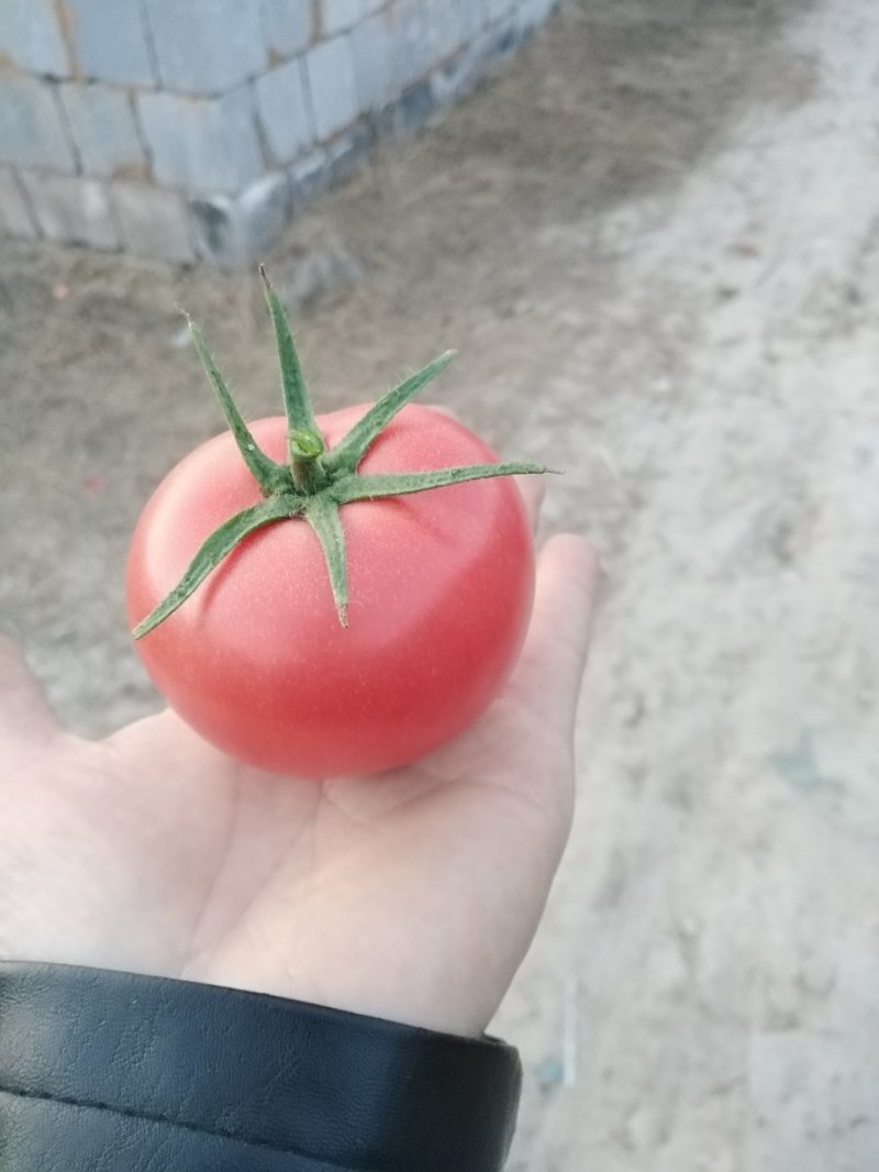 [精品]优质河南汝南硬粉红沙瓤西红柿电商商超质优