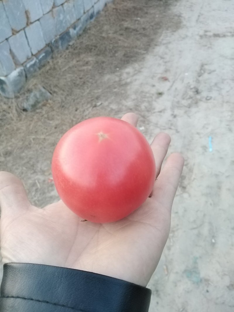 [精品]优质河南汝南硬粉红沙瓤西红柿电商商超质优