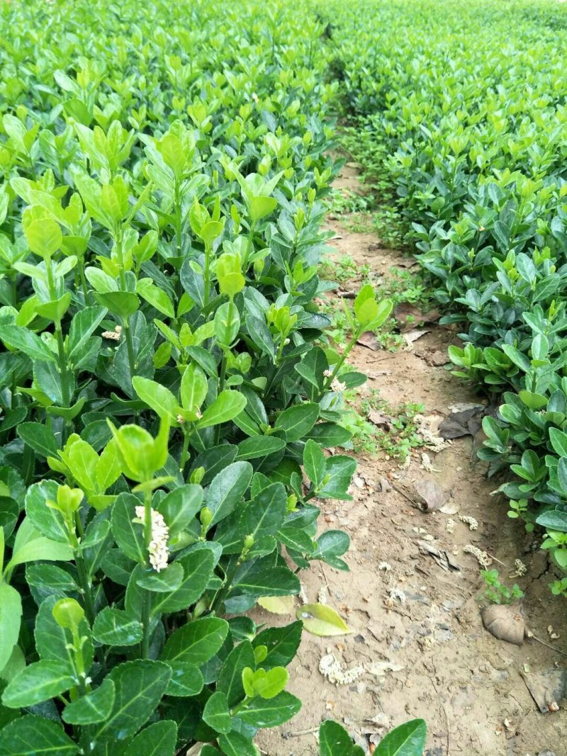 冬青苗大叶黄杨苗床苗成活率高自家苗圃种植价格低