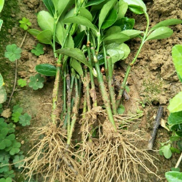 冬青苗大叶黄杨苗床苗成活率高自家苗圃种植价格低