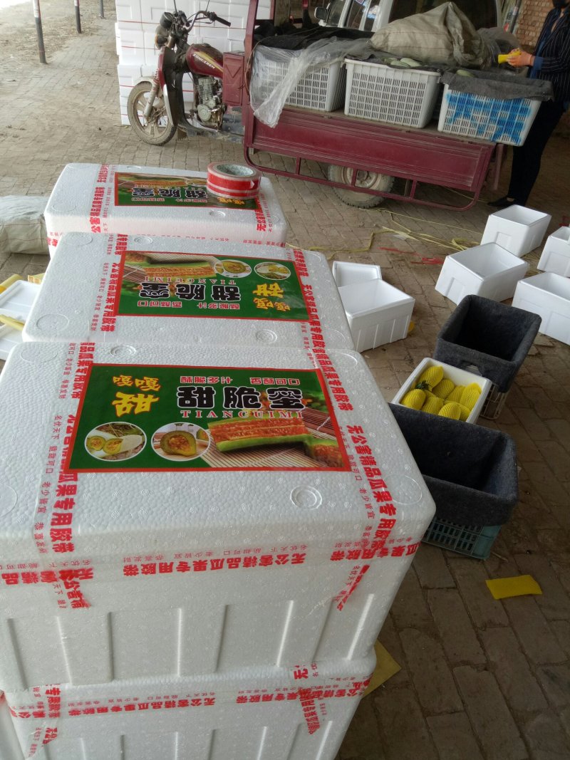 博洋61甜瓜甜瓜博洋甜瓜3月份上市，产地直供，