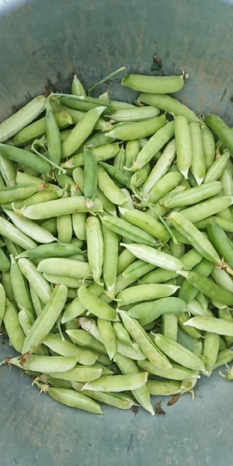 豌豆，大量供应豌豆，白豌豆，