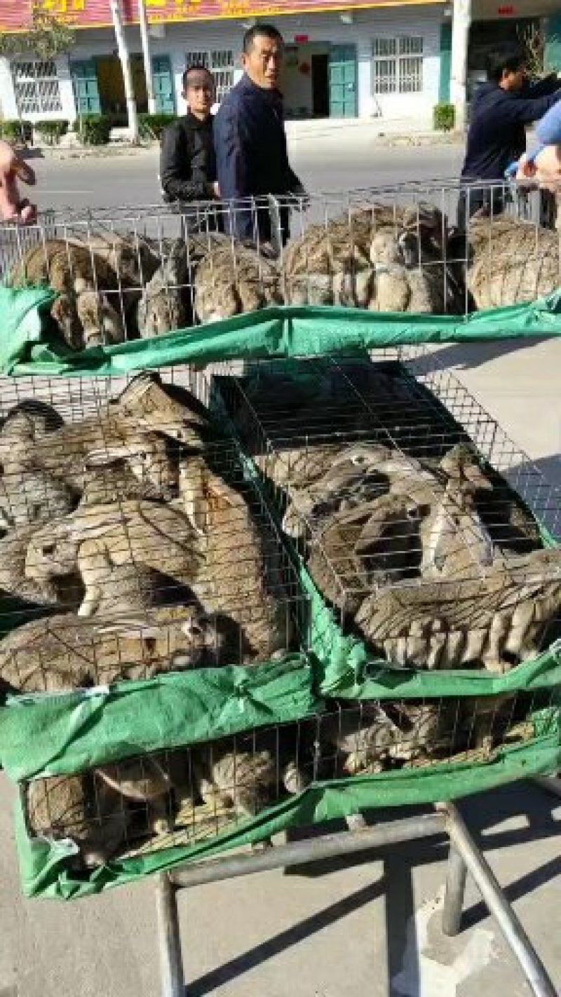 各种肉兔，生长速度快，投资少见效快。