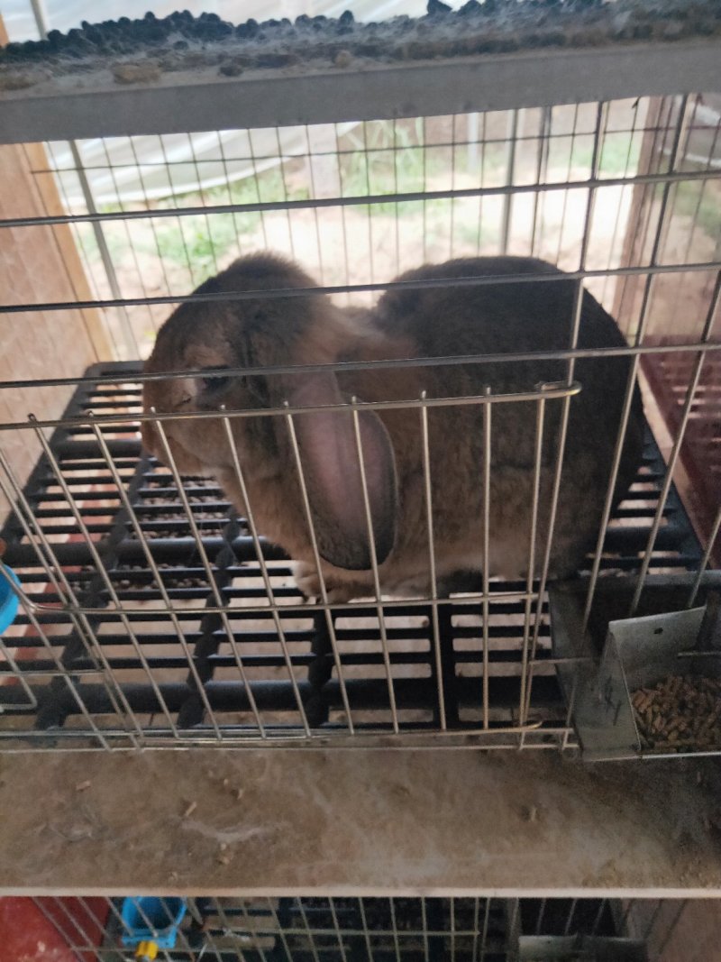 各种肉兔，生长速度快，投资少见效快。