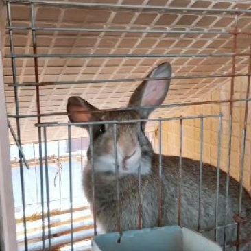 各种肉兔，生长速度快，投资少见效快。