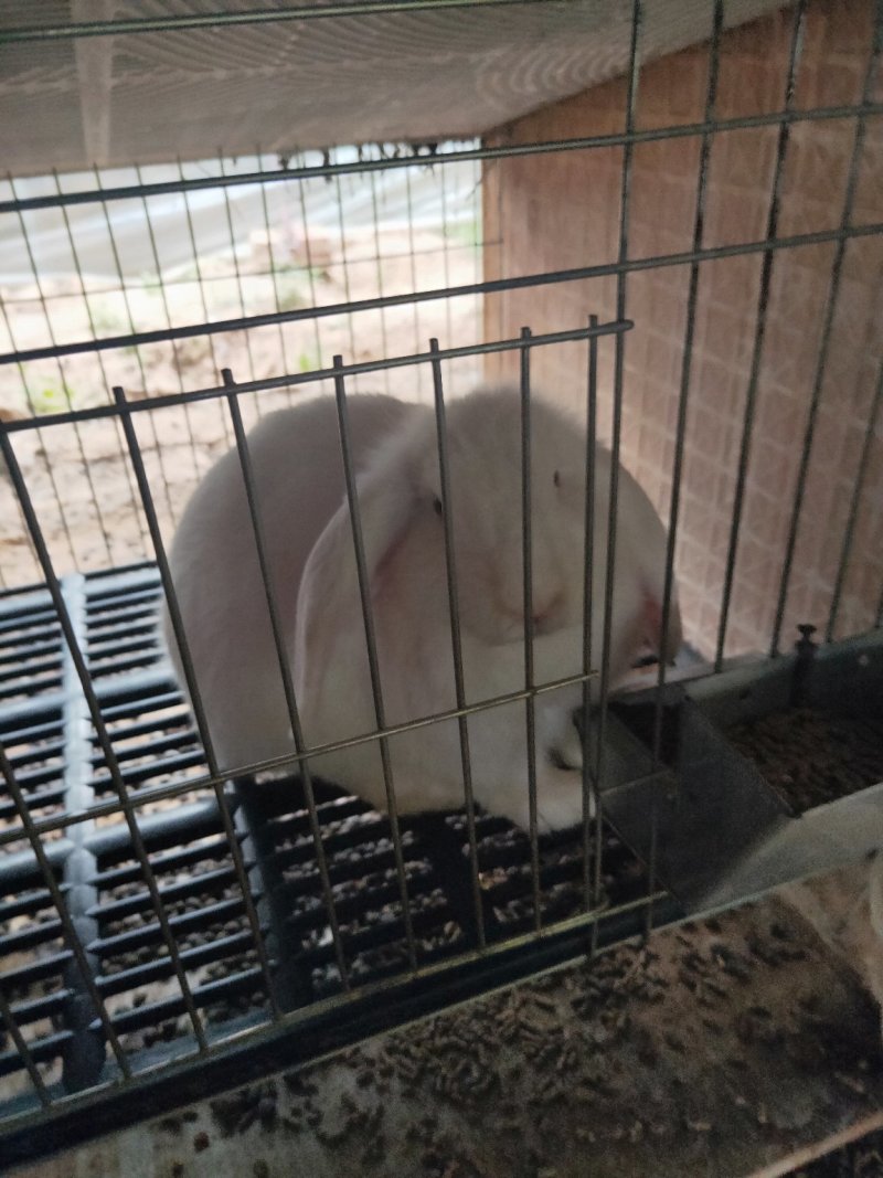 各种肉兔，生长速度快，投资少见效快。