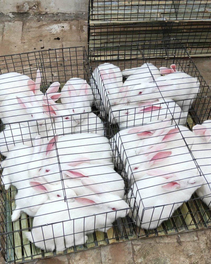 各种肉兔，生长速度快，投资少见效快。