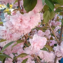 5公分樱花树，日本晚樱，一级树型，杆直冒圆