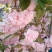 5公分樱花树，日本晚樱，一级树型，杆直冒圆