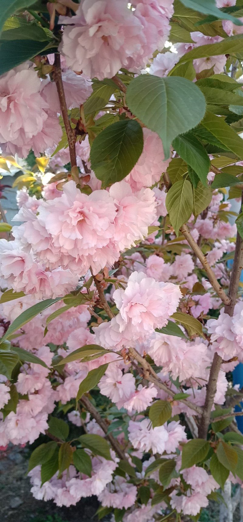 5公分樱花树，日本晚樱，一级树型，杆直冒圆