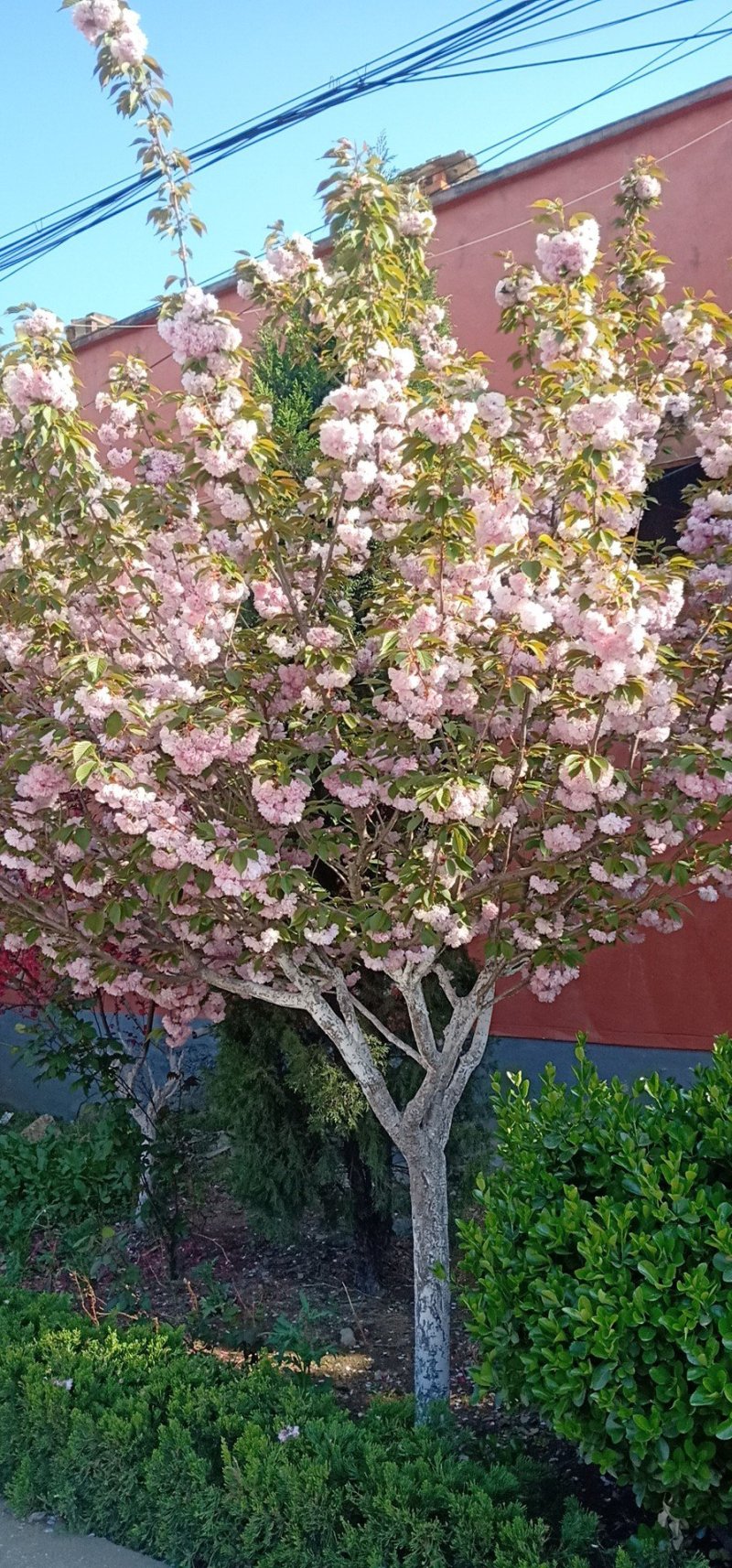 5公分樱花树，日本晚樱，一级树型，杆直冒圆