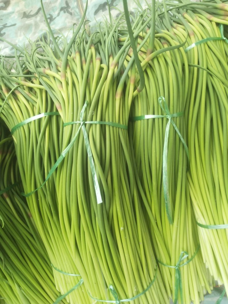 金乡红帽蒜苔大量上市出库一手货源批发品质保证价格美丽