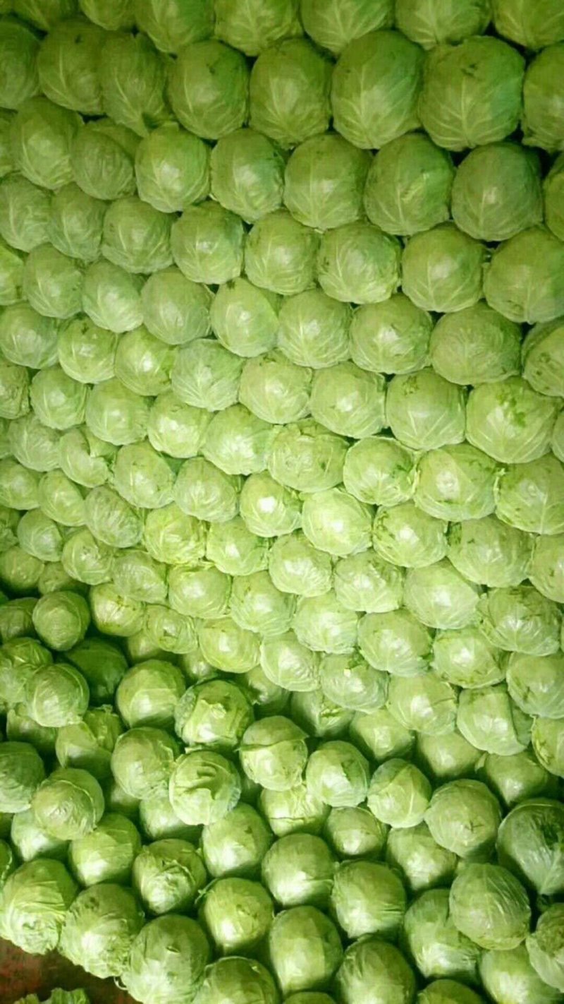 中甘二十一，洋白菜，面包甘蓝菜，松软甘蓝菜