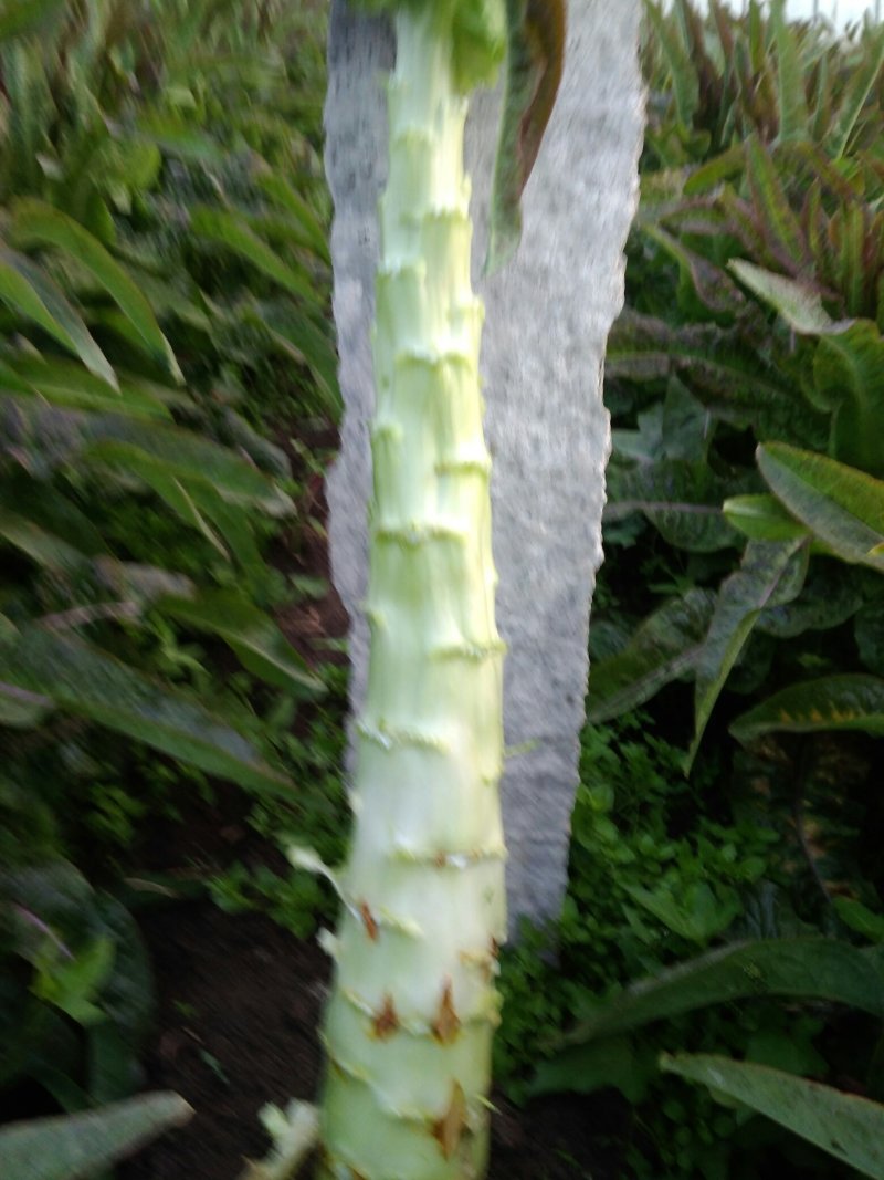 土豆