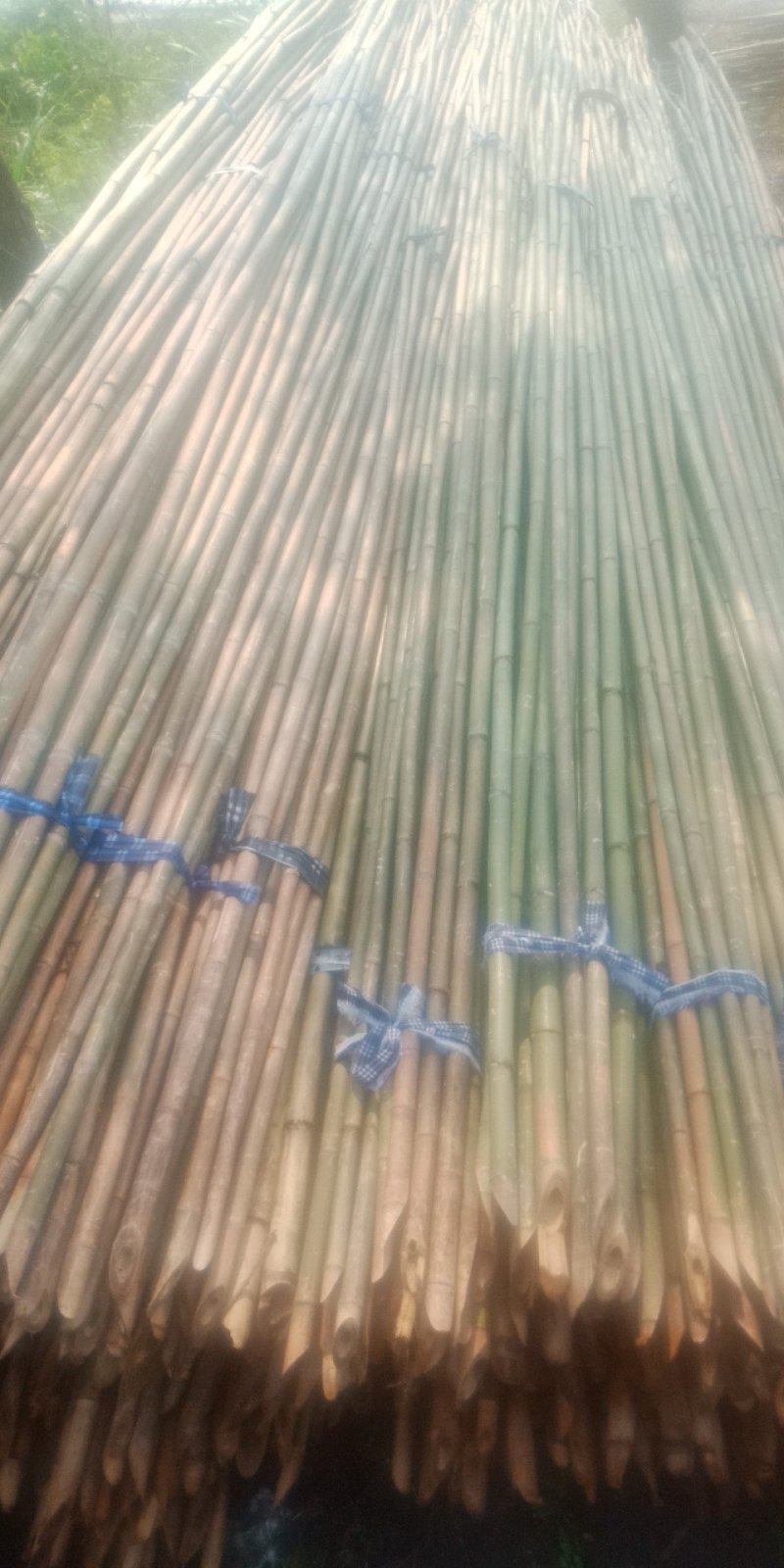 苦竹