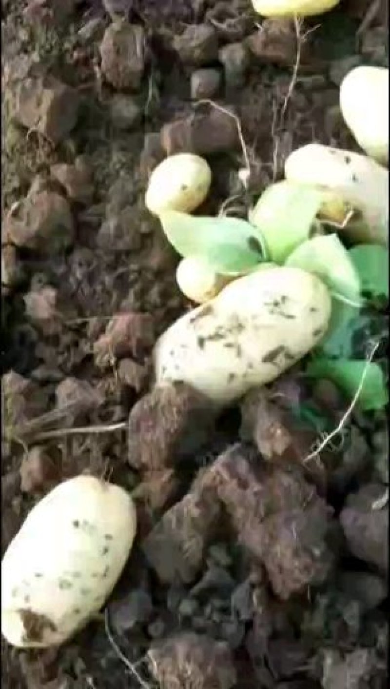 供应优质土豆