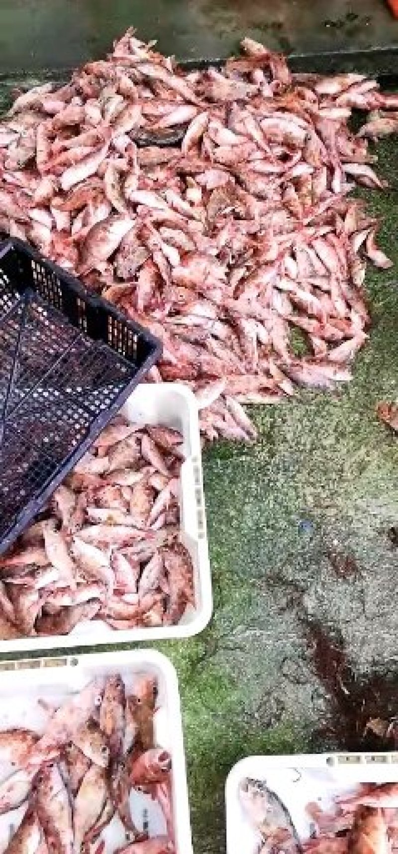 内海地笼网水咕鱼通货