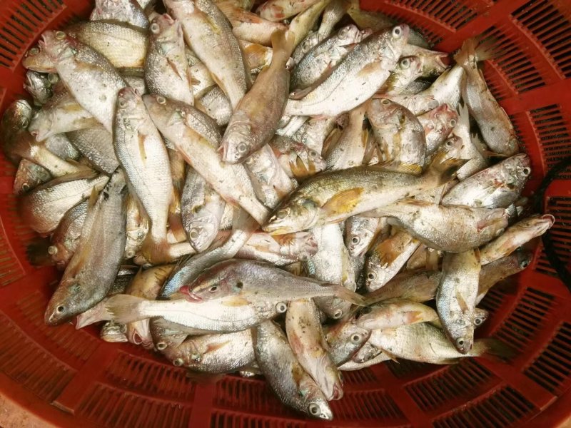 内海地笼网水咕鱼通货