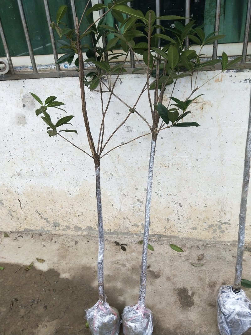 苗木种苗，桂花树，金桂，丹桂，绿化，庭院种植。