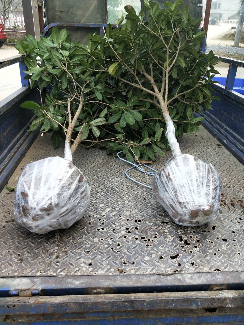 苗木种苗，桂花树，金桂，丹桂，绿化，庭院种植。