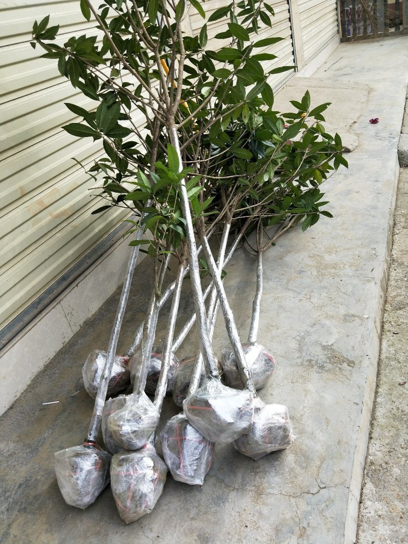 苗木种苗，桂花树，金桂，丹桂，绿化，庭院种植。